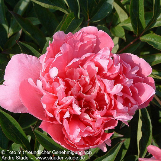 Pfingstrose 'Mons Jules Elie' (Paeonia lactiflora)