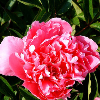 Pfingstrose 'Mons Jules Elie' (Paeonia lactiflora)