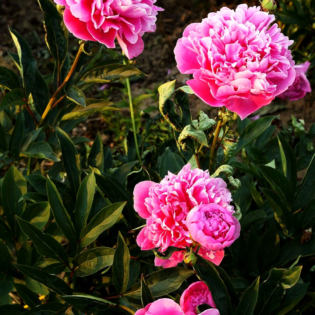 Pfingstrose 'Mons Jules Elie' (Paeonia lactiflora)