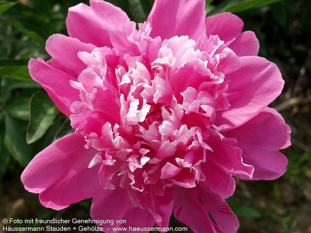 Pfingstrose 'Mons Jules Elie' (Paeonia lactiflora)