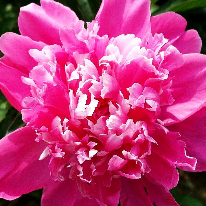 Pfingstrose 'Mons Jules Elie' (Paeonia lactiflora)