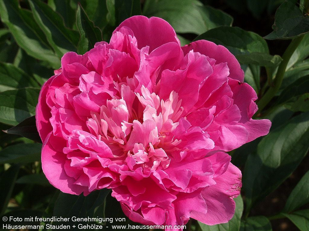 Pfingstrose 'Mons Jules Elie' (Paeonia lactiflora)