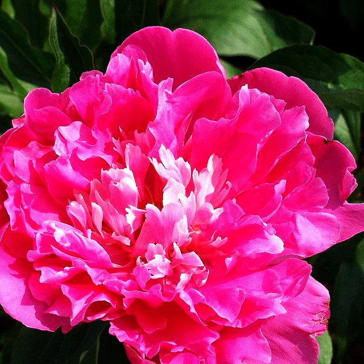 Pfingstrose 'Mons Jules Elie' (Paeonia lactiflora)