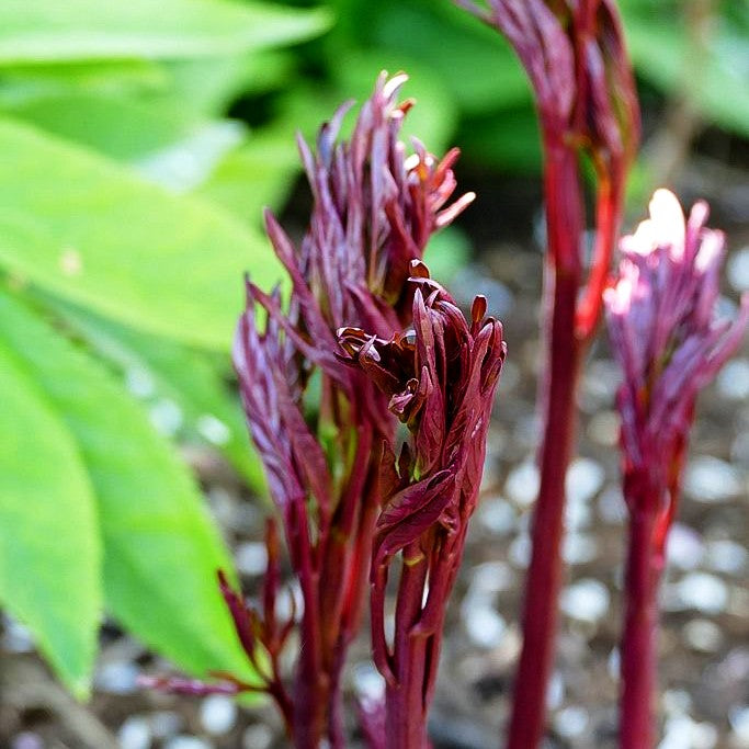 Pfingstrose 'Peter Brand' (Paeonia lactiflora)