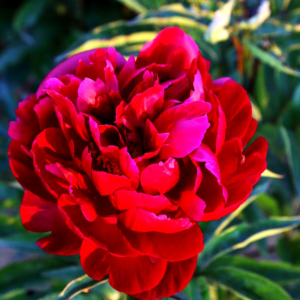 Pfingstrose 'Peter Brand' (Paeonia lactiflora)