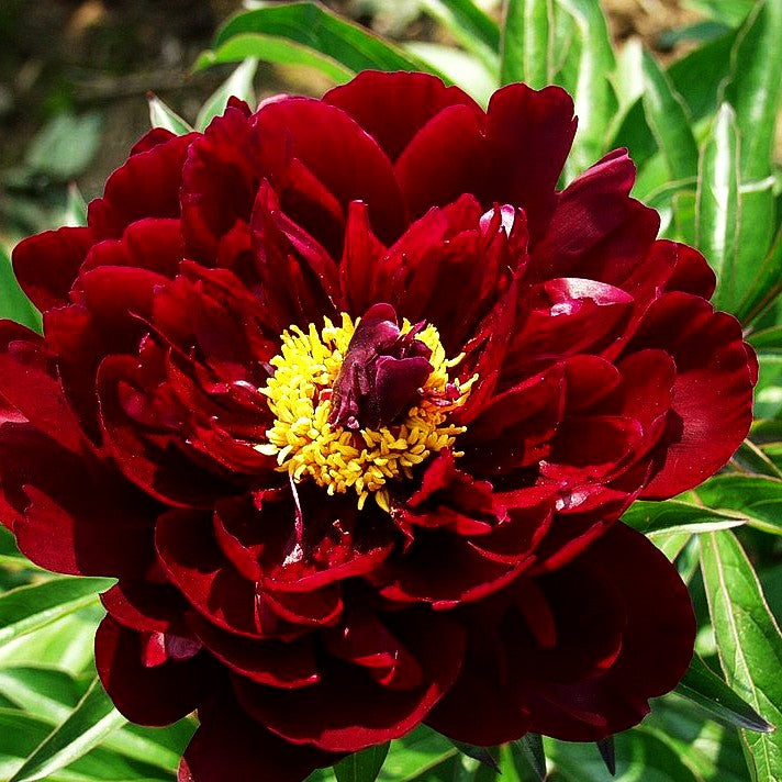 Pfingstrose 'Peter Brand' (Paeonia lactiflora)