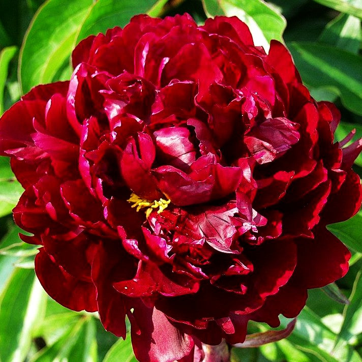 Pfingstrose 'Peter Brand' (Paeonia lactiflora)