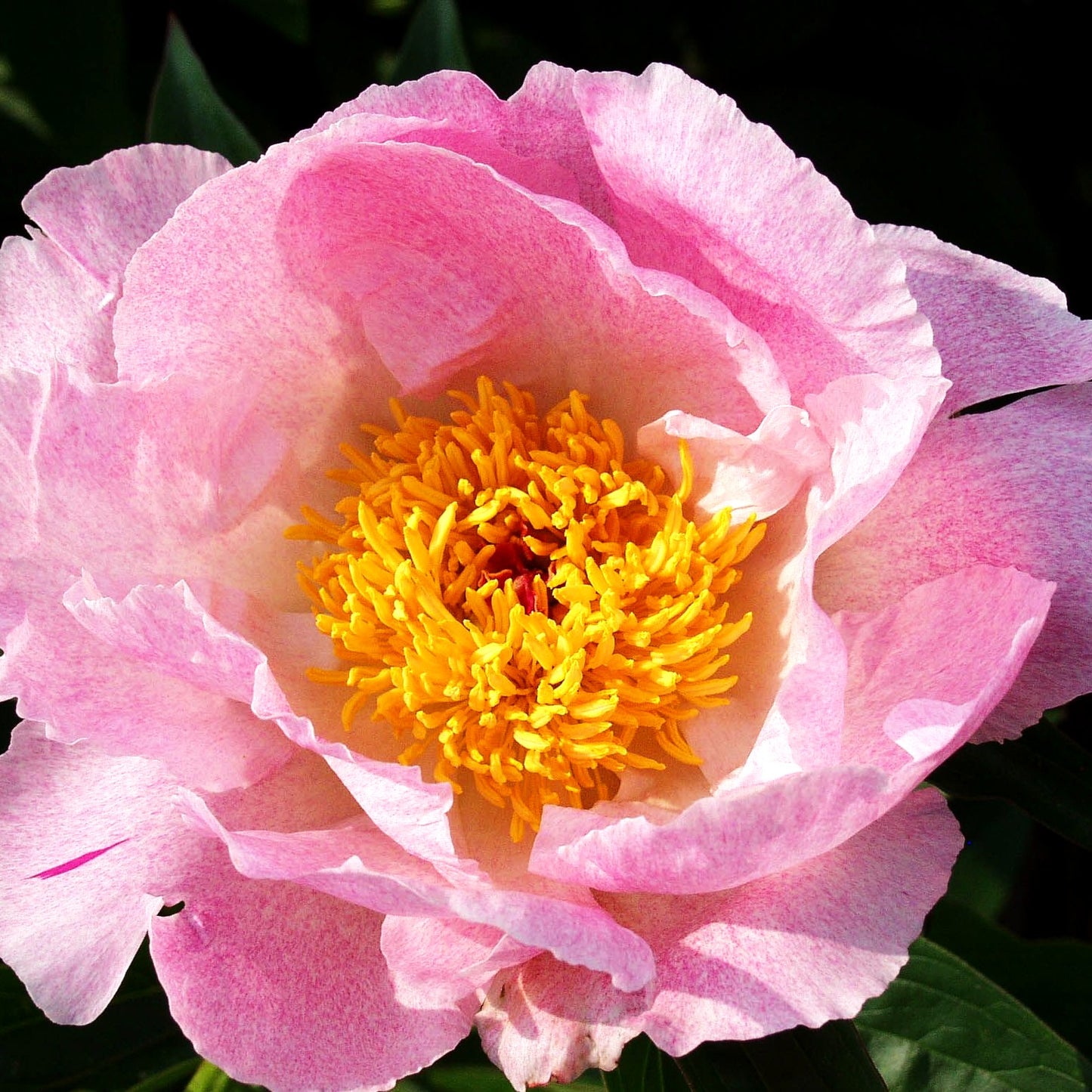 Pfingstrose 'Pink Princess' (Paeonia lactiflora)