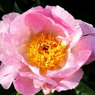 Pfingstrose 'Pink Princess' (Paeonia lactiflora)