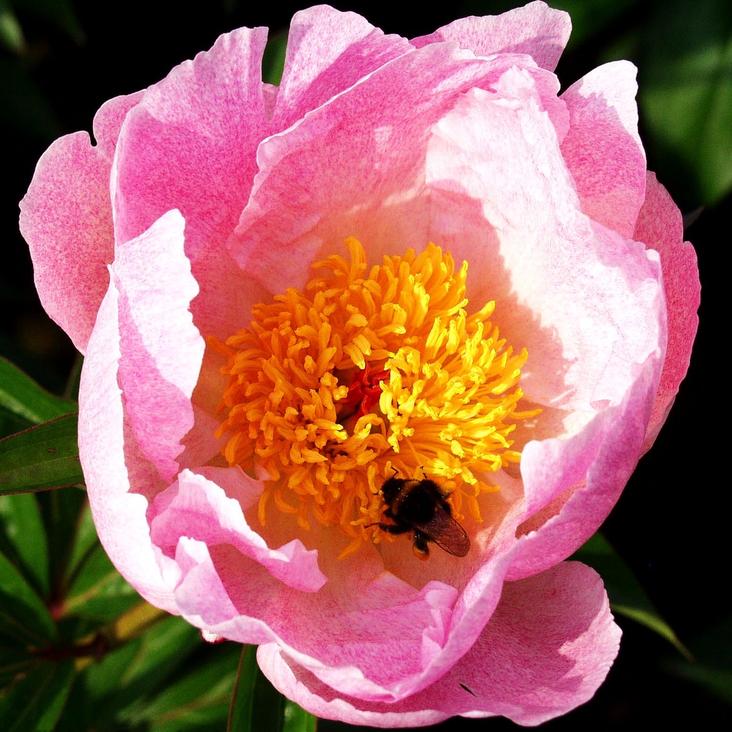 Pfingstrose 'Pink Princess' (Paeonia lactiflora)
