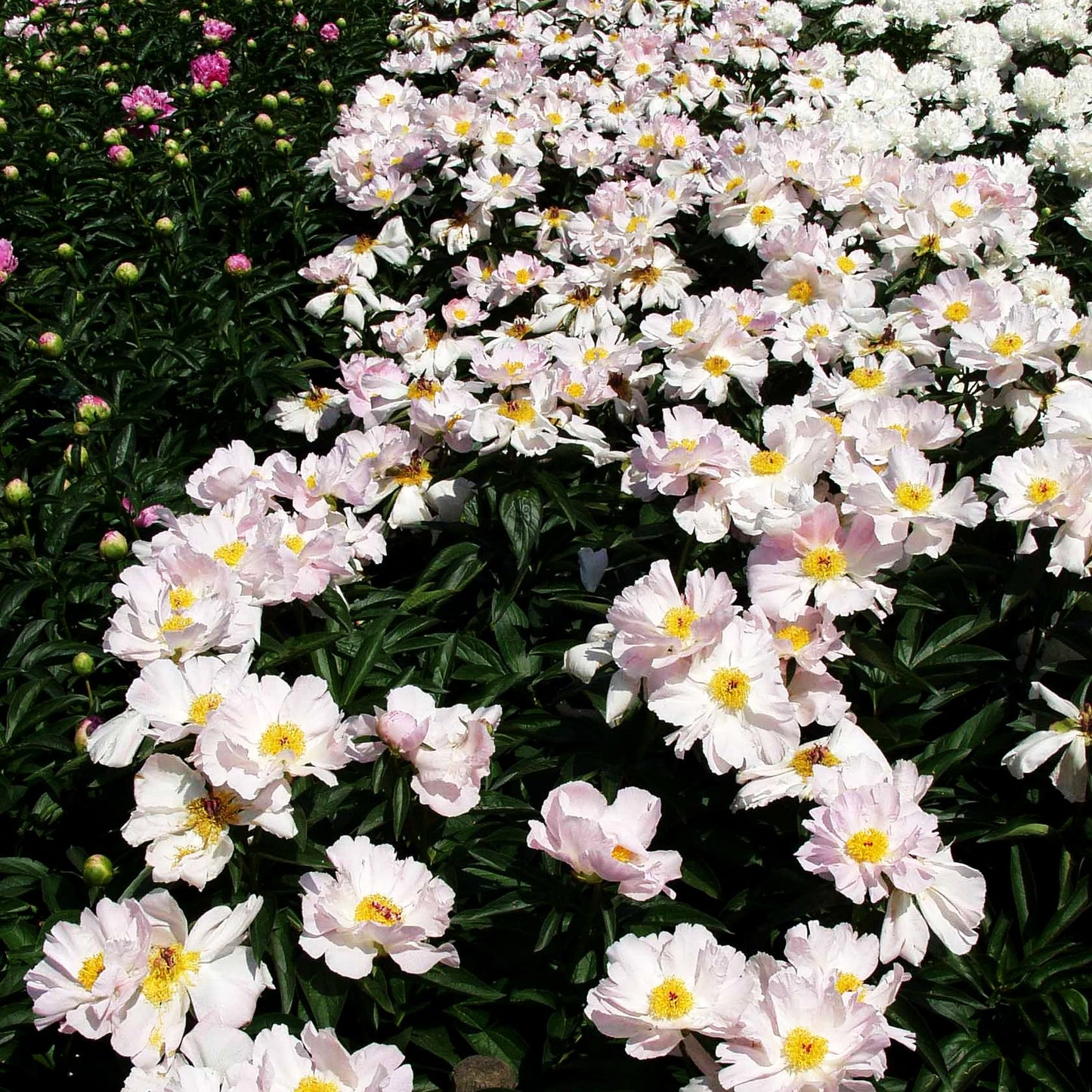 Pfingstrose 'Pink Princess' (Paeonia lactiflora)