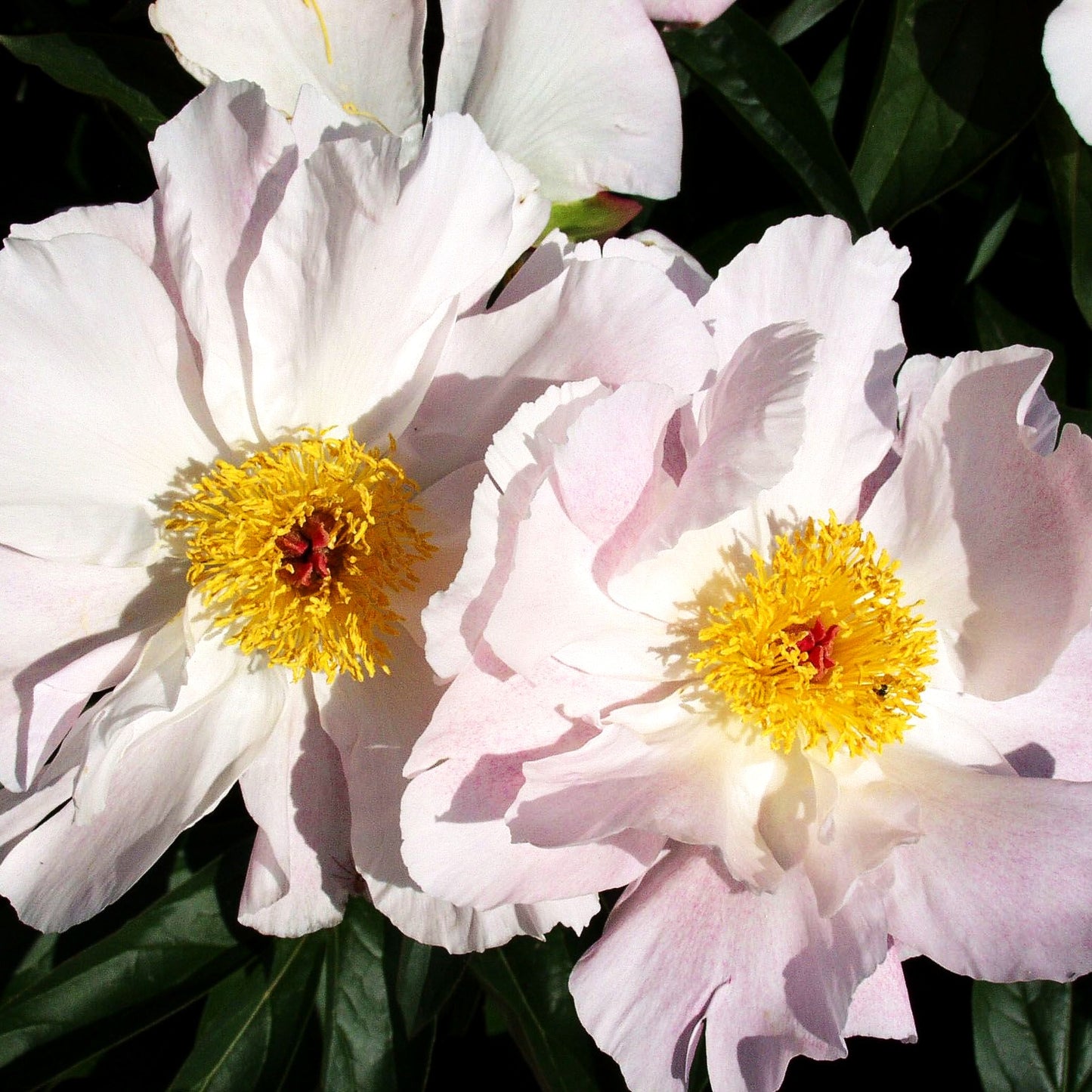 Pfingstrose 'Pink Princess' (Paeonia lactiflora)