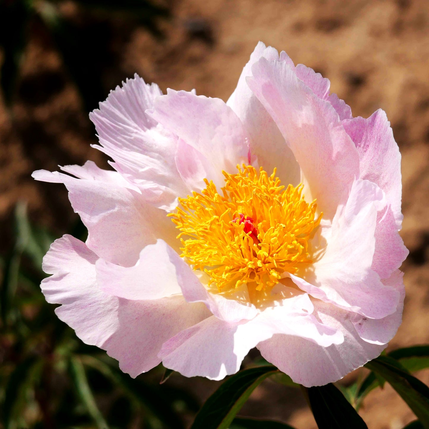 Pfingstrose 'Pink Princess' (Paeonia lactiflora)