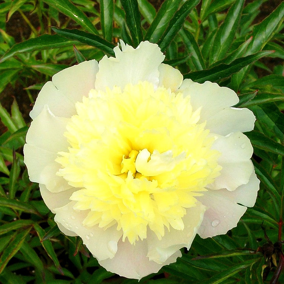 Pfingstrose 'Primevere' (Paeonia lactiflora)