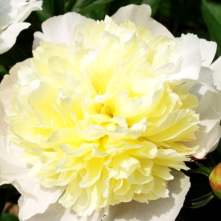 Pfingstrose 'Primevere' (Paeonia lactiflora)