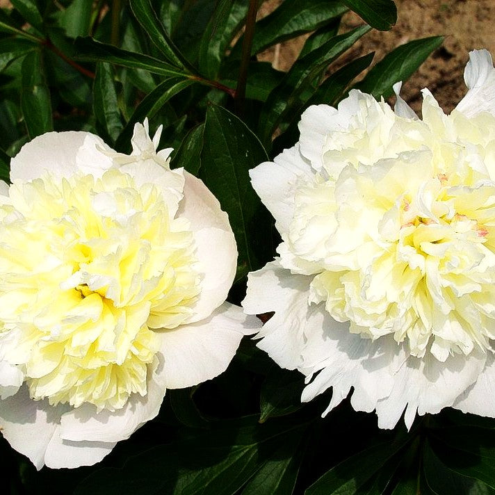 Pfingstrose 'Primevere' (Paeonia lactiflora)