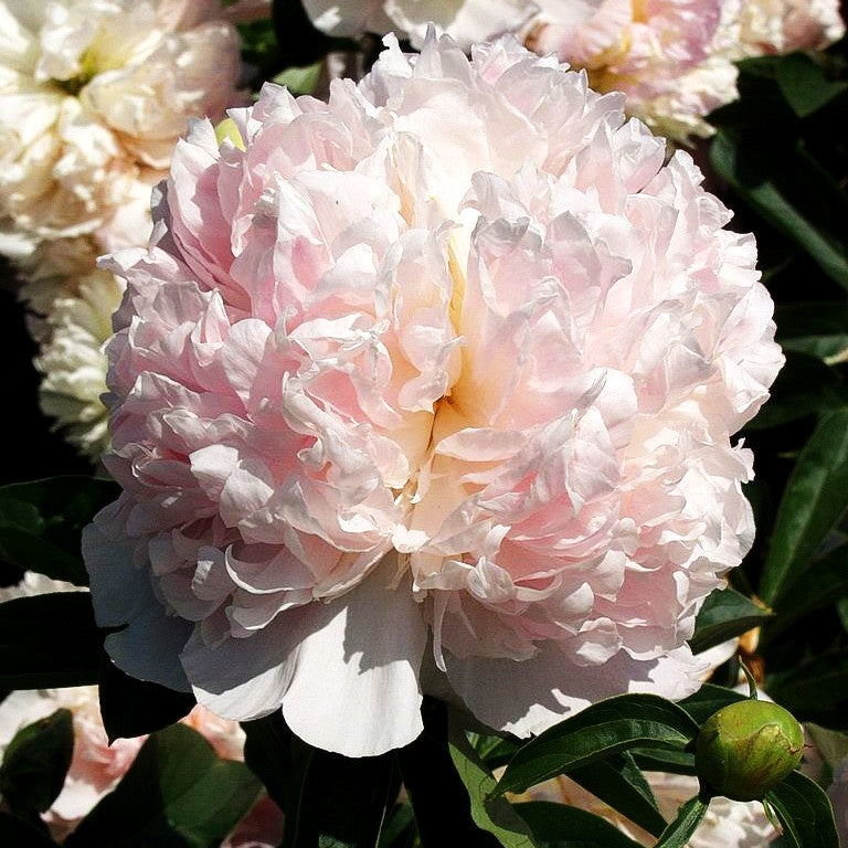 Pfingstrose 'Raspberry Sundae' (Paeonia lactiflora)
