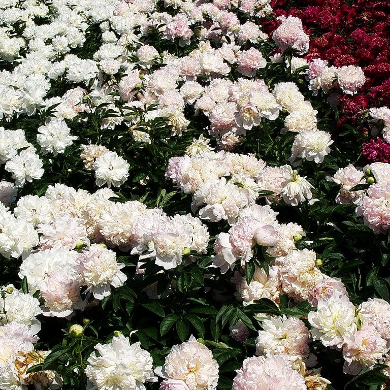 Pfingstrose 'Raspberry Sundae' (Paeonia lactiflora)