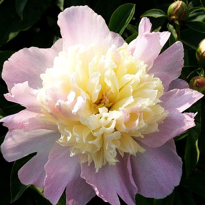 Pfingstrose 'Raspberry Sundae' (Paeonia lactiflora)