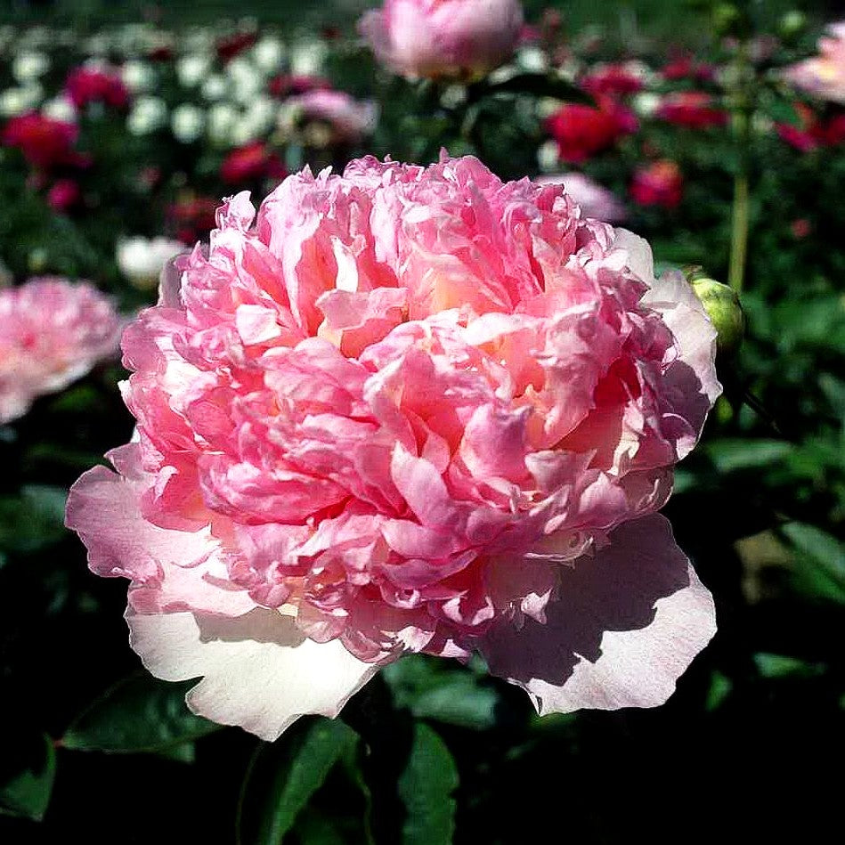 Pfingstrose 'Raspberry Sundae' (Paeonia lactiflora)