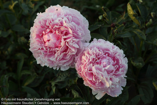 Pfingstrose 'Sarah Bernhardt' (Paeonia lactiflora)
