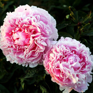 Pfingstrose duftend 'Sarah Bernhardt' (Paeonia lactiflora)