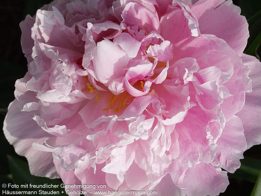Pfingstrose 'Sarah Bernhardt' (Paeonia lactiflora)