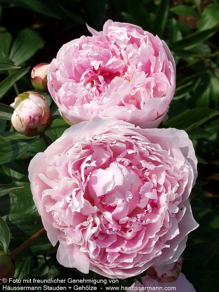 Pfingstrose 'Sarah Bernhardt' (Paeonia lactiflora)