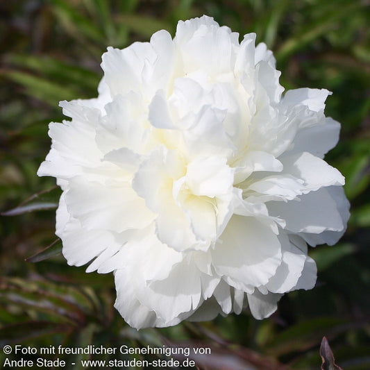 Pfingstrose 'Shirley Temple' (Paeonia lactiflora)