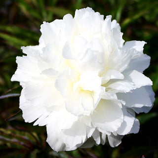 Pfingstrose 'Shirley Temple' (Paeonia lactiflora)