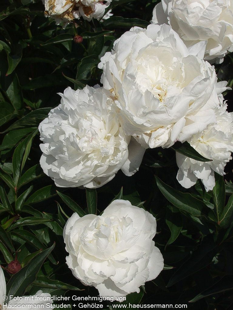 Pfingstrose 'Shirley Temple' (Paeonia lactiflora)