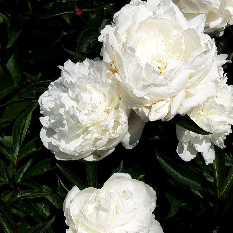 Pfingstrose 'Shirley Temple' (Paeonia lactiflora)