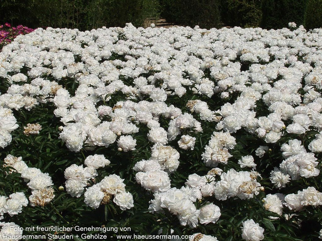 Pfingstrose 'Shirley Temple' (Paeonia lactiflora)