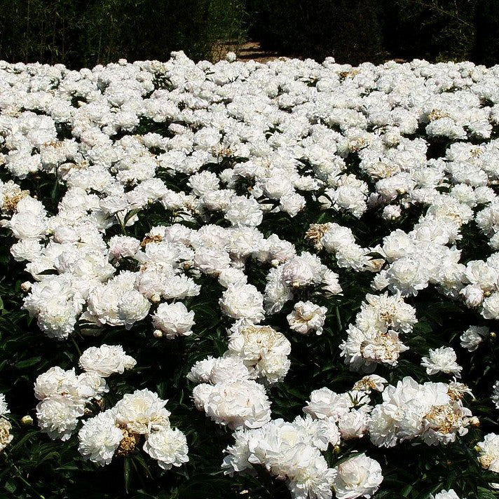 Pfingstrose 'Shirley Temple' (Paeonia lactiflora)