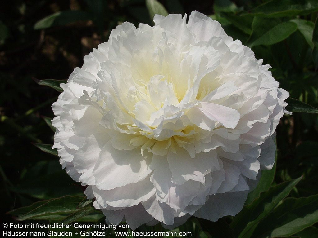 Pfingstrose 'Shirley Temple' (Paeonia lactiflora)