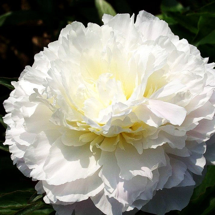 Pfingstrose 'Shirley Temple' (Paeonia lactiflora)