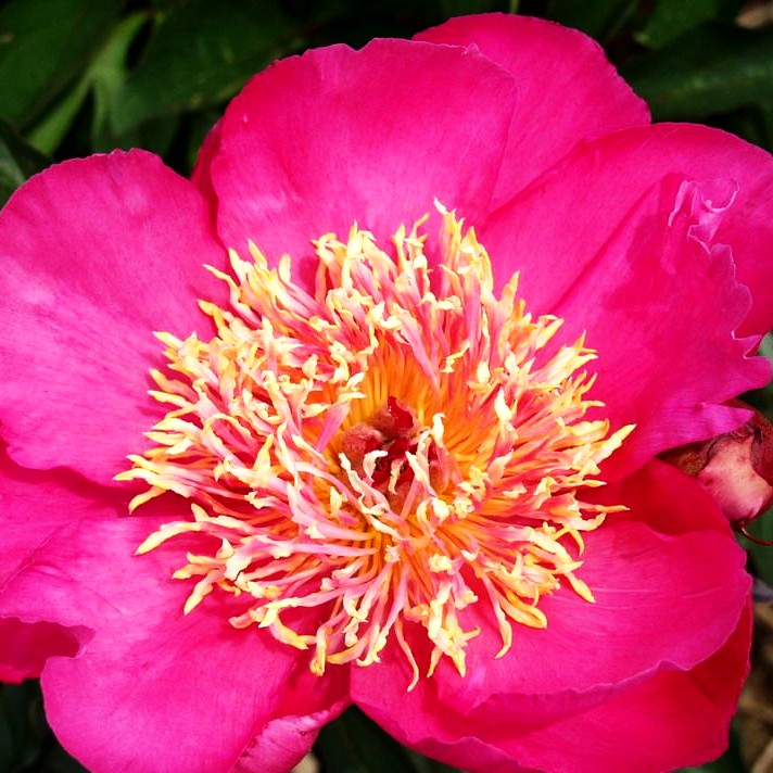 Pfingstrose 'Torpilleur' (Paeonia lactiflora)