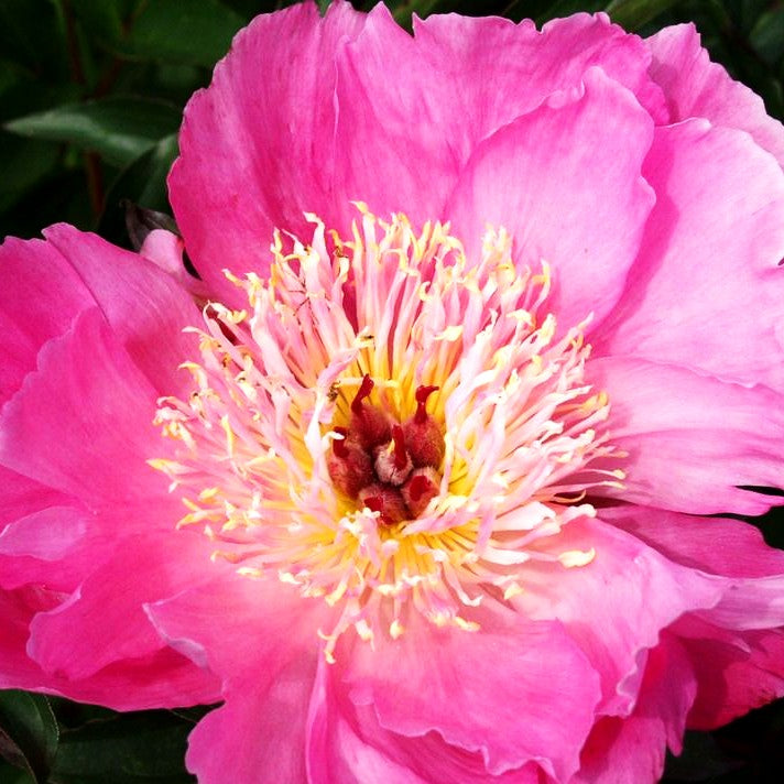 Pfingstrose 'Torpilleur' (Paeonia lactiflora)
