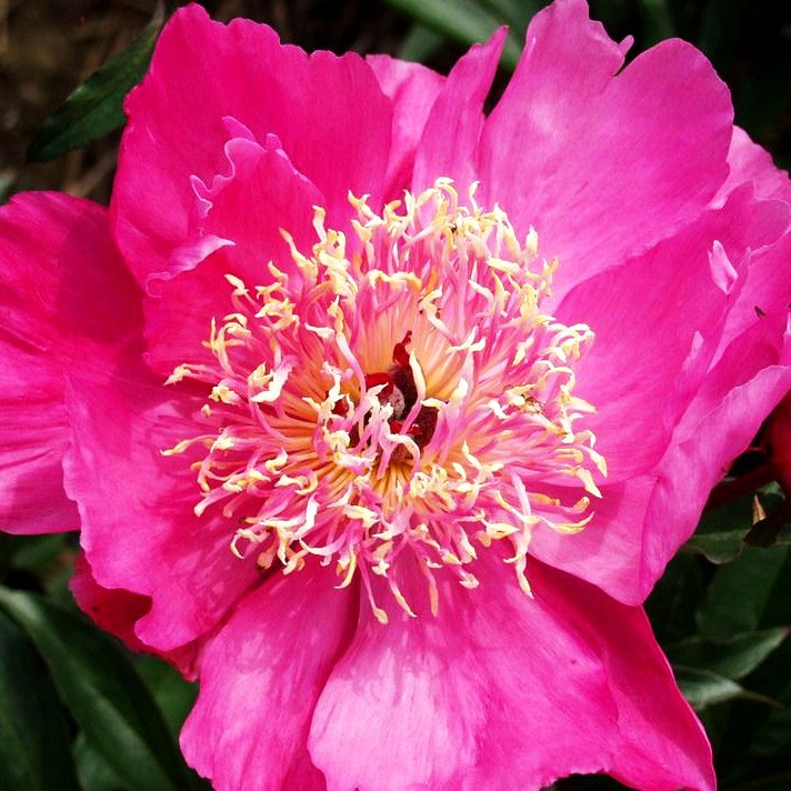 Pfingstrose 'Torpilleur' (Paeonia lactiflora)