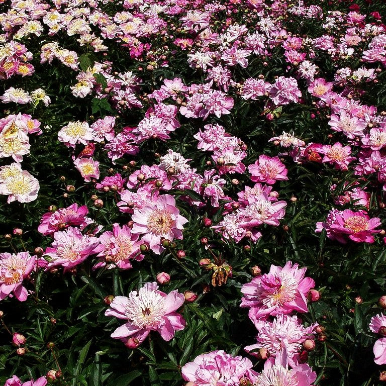 Pfingstrose 'Torpilleur' (Paeonia lactiflora)
