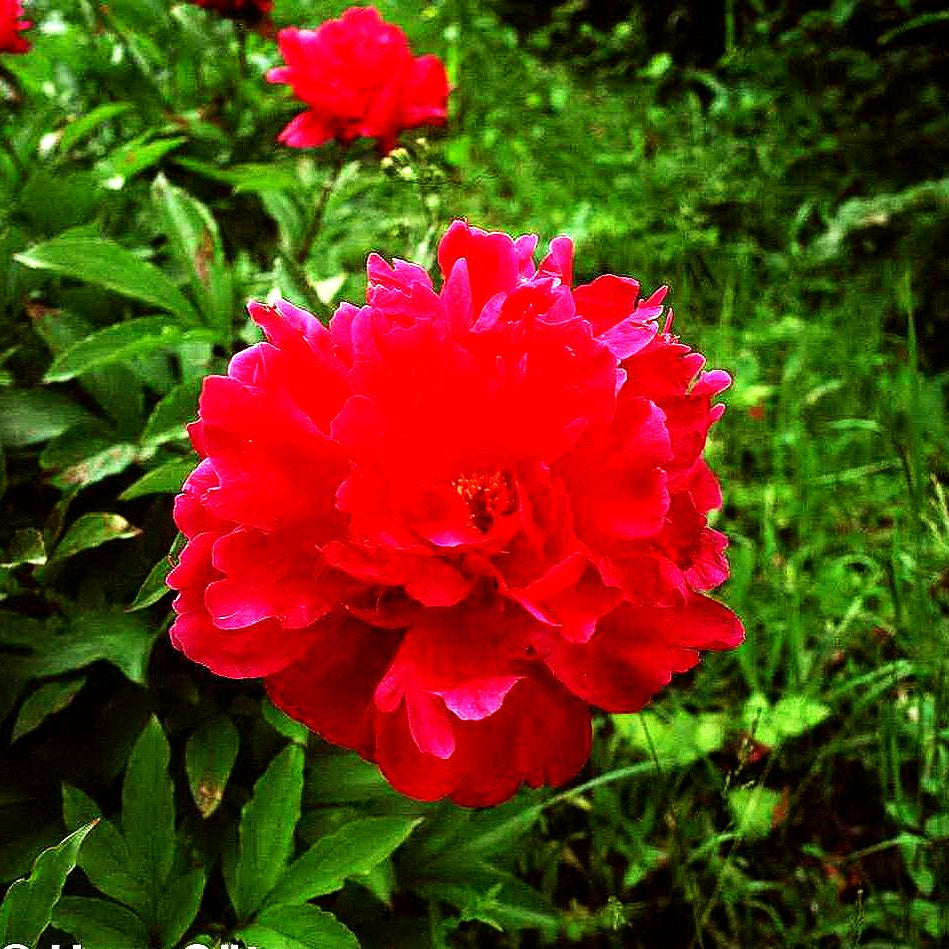 Pfingstrose 'Victoire de la Marne' (Paeonia lactiflora)