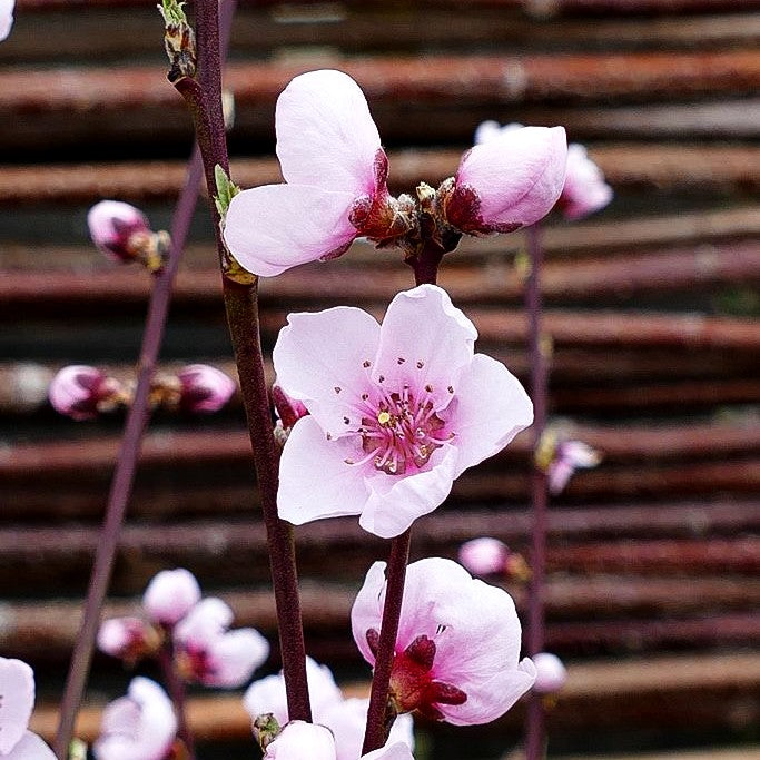 Pfirsich 'Revita' (Prunus persica)