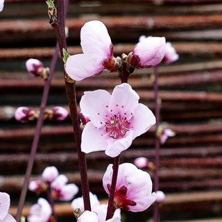 Pfirsich 'Revita' (Prunus persica)