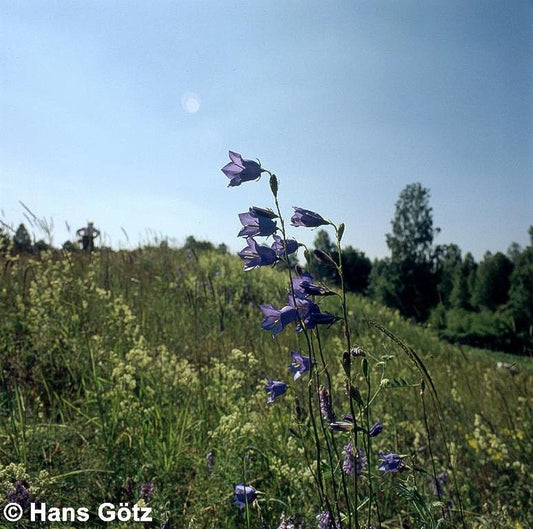 Pfirsichblättrige Glockenblume (Campanula persicifolia)