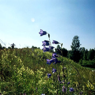 Pfirsichblättrige Glockenblume (Campanula persicifolia)