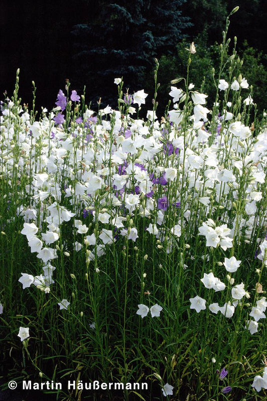 Pfirsichblättrige Glockenblume 'Grandiflora Alba' (Campanula persicif.)