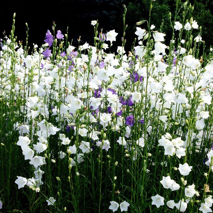 Pfirsichblättrige Glockenblume 'Grandiflora Alba' (Campanula persicif.)