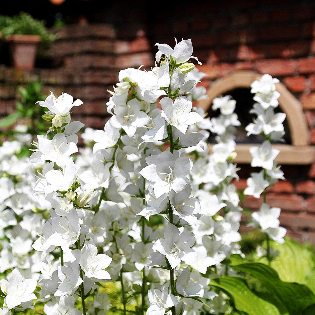 Pfirsichblättrige Glockenblume 'Grandiflora Alba' (Campanula persicif.)