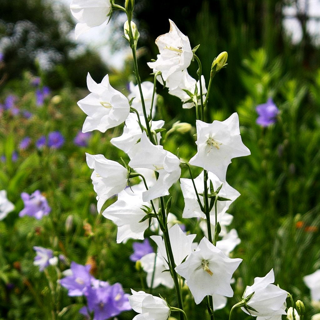 Pfirsichblättrige Glockenblume 'Grandiflora Alba' (Campanula persicif.)