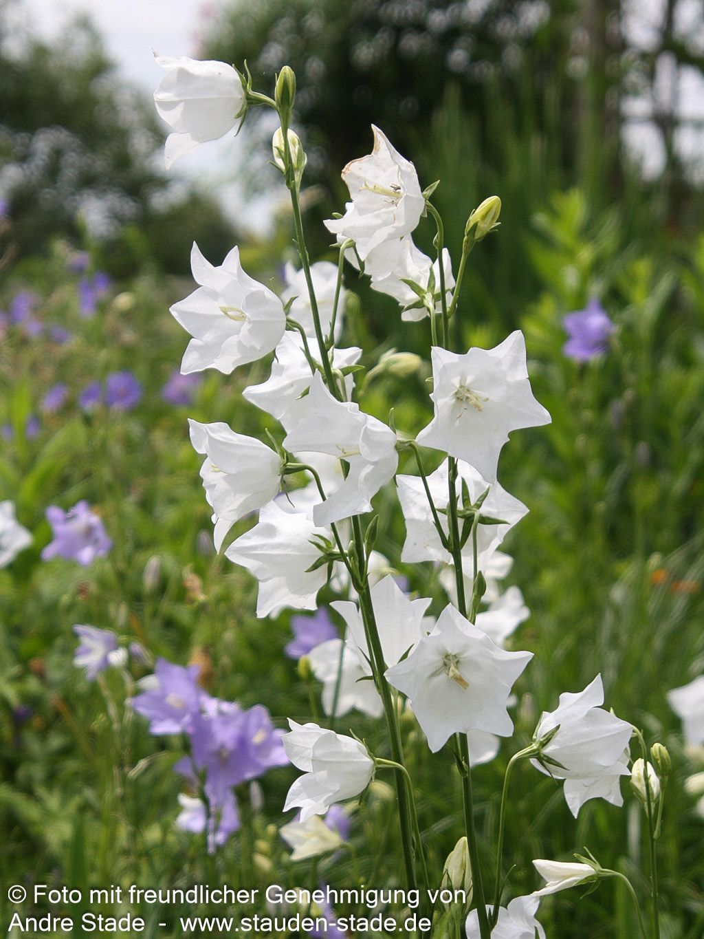 Pfirsichblättrige Glockenblume 'Grandiflora Alba' (Campanula persicif.)